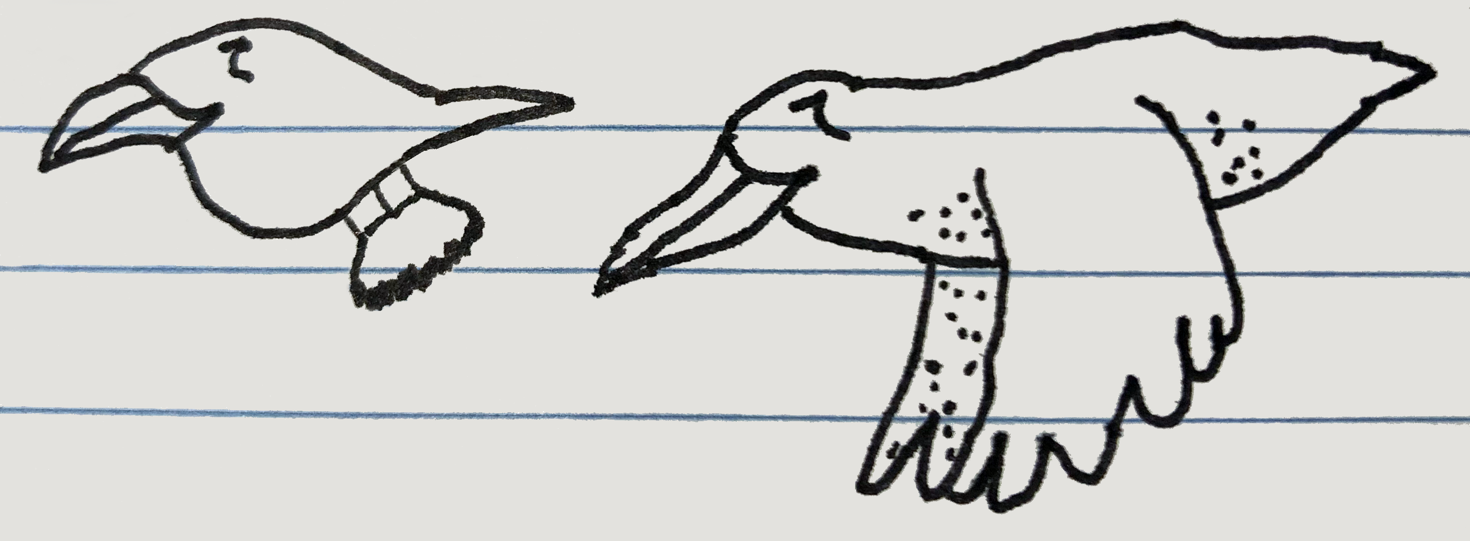 birds sketch